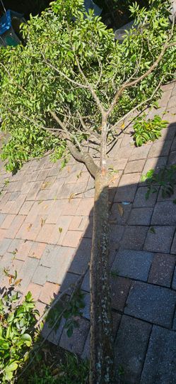 gumbo limbo tree (tourist tree)