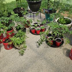 Tomato Plants