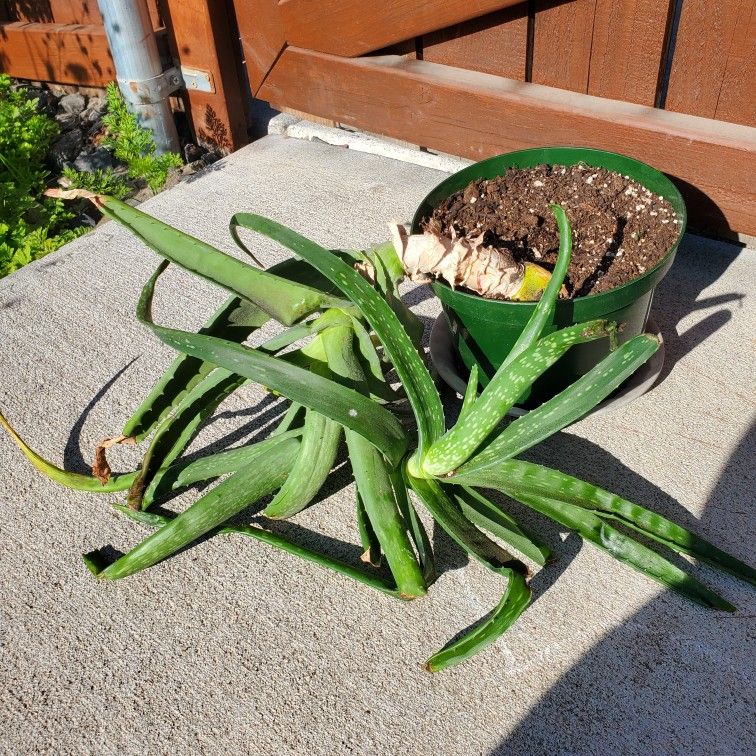 Large Mature Aloe Vera Plant, Organically Grown