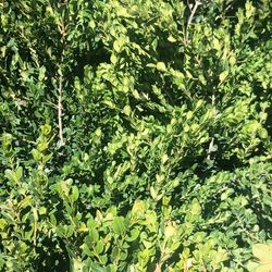 Japanese Boxwood Plants.