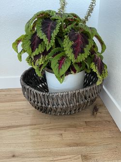 Seaweed/ wicker basket storage, blanket basket 🧺 or planter