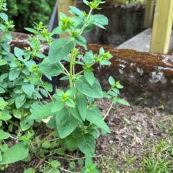 Oregano Plant