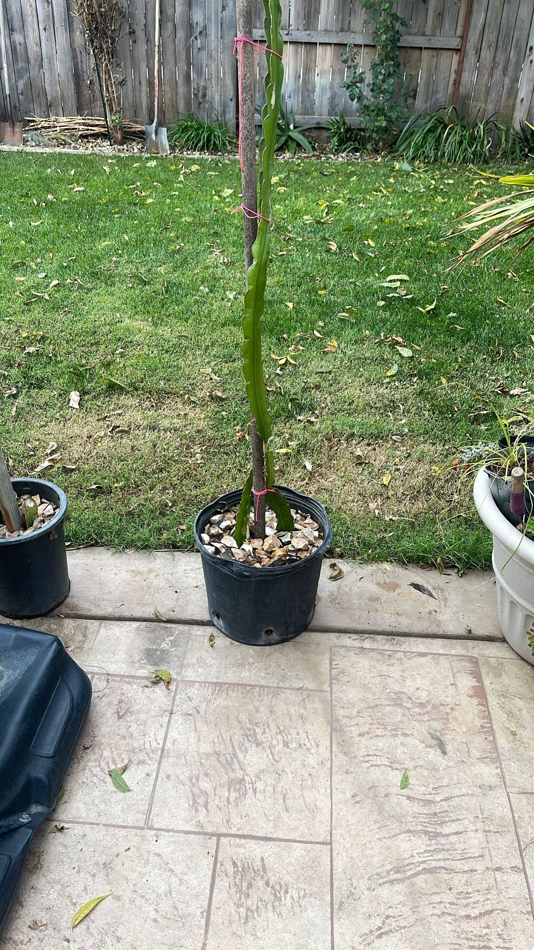 Dragon Fruit Whit Color