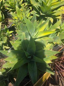 Agave Attenuata 5 Gallon