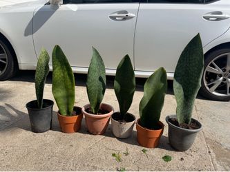 Whale fin plant 25$ each