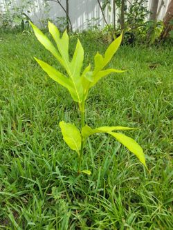 Breadfruit tree