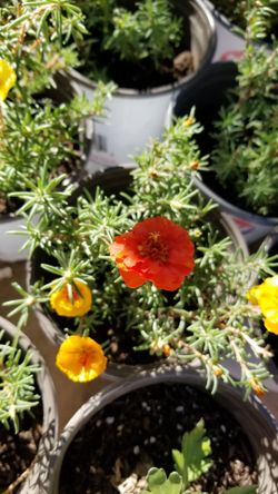 Plants For Sale. 1  Gallon pot