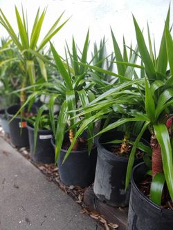 Yucca Tree's
