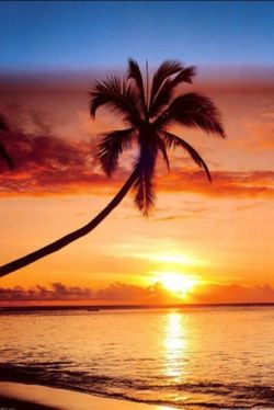 Sunset Palm 24 in × 36 in Wall Poster