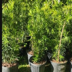Beautiful Podocarpus Plants For Privacy!!! Fertilized 