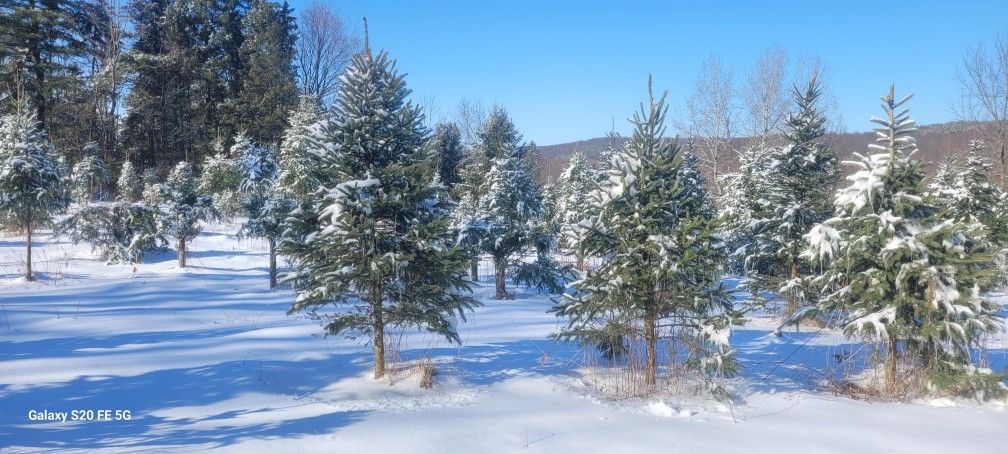 Christmas Trees https://offerup.com/redirect/?o=d3d3LmtlaXRodHJlZWZhcm0uY29t