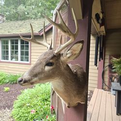 Whitetail Deer Mount
