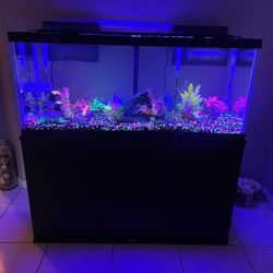 50” Fish Tank 