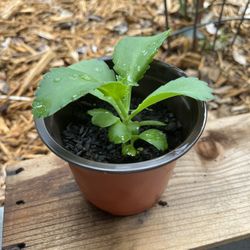 Baby succulent mother of thousands