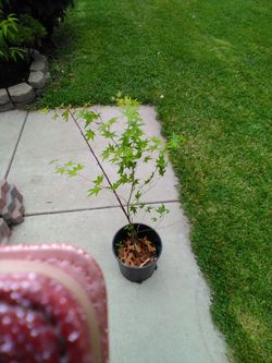Green Japanese Maple Change Color If Weather Cold 