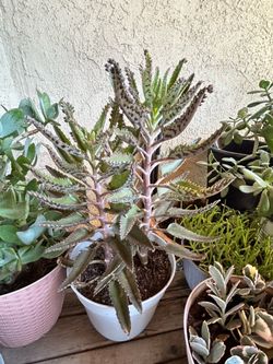 Mother of thousands plant