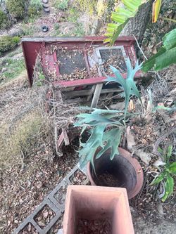 Free Chicken Coop