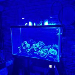 Salt Water Aquarium With Sump Filtration Tank 