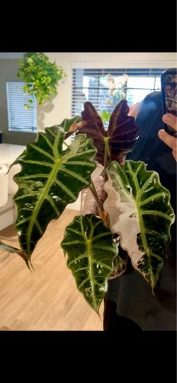 Alocasia Pink Polly Snowflake Corms