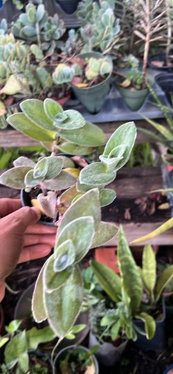 Rare jew jewel tradescantia yes available