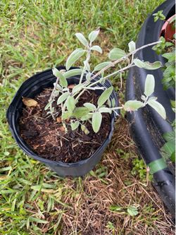 Sage Plant