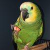 Sue