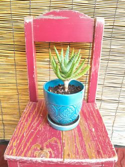 Plants Succulent Home Decoration Porcelain Planters Gardening  Glass