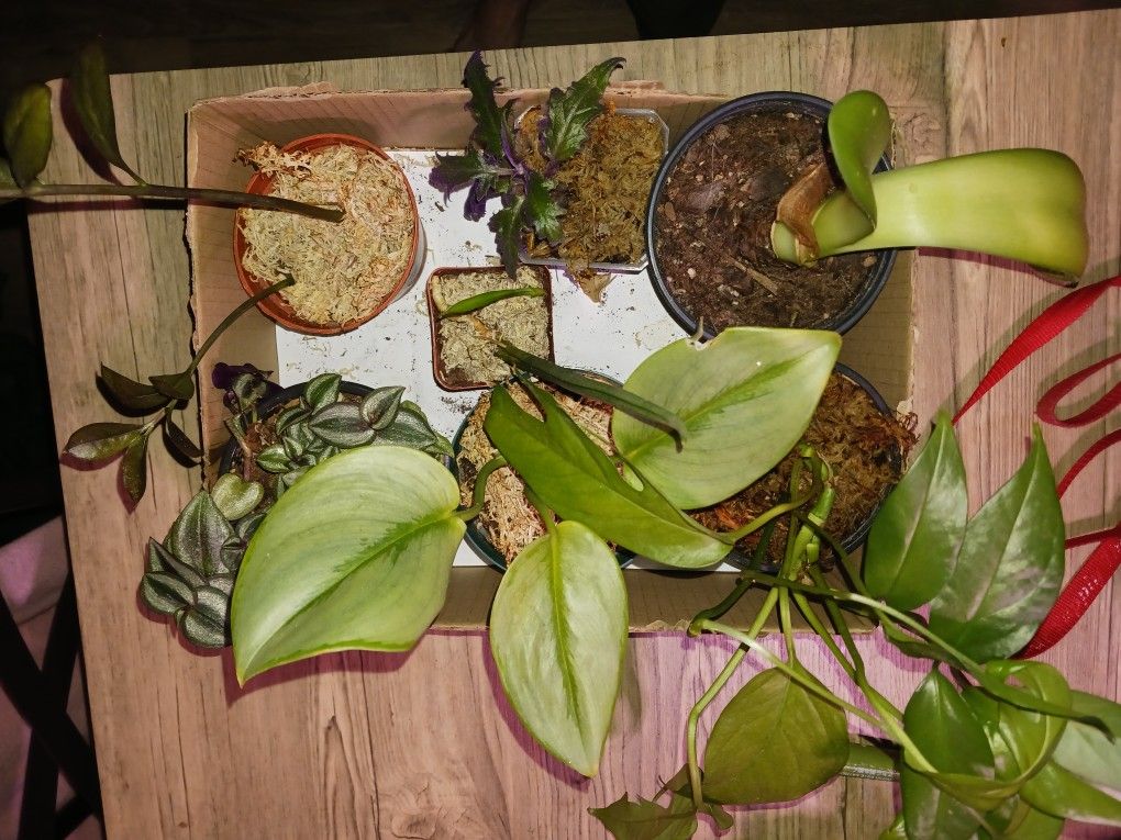 Box Of Plants