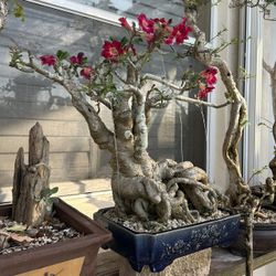Desert Rose Bonsai