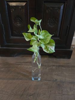 Live Plant cutting