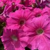 Petunias Goods