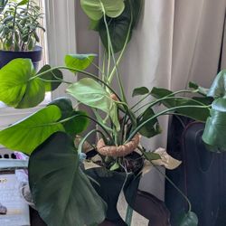 Indoor Plants - Pothos, Monsters, Succulents