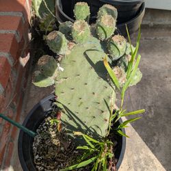 Xoconostle Cactus (Nopal De Xoconostle)