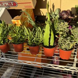 Cute Succulent Plants 🪴 