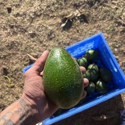 Avocados
