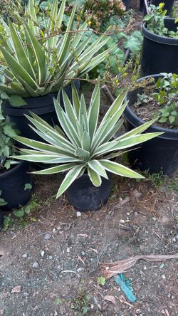 Agave