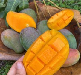 Mango sale today only $1
