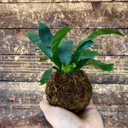Kokedama Staghorn Fern: — (Platycerium bifurcatum)