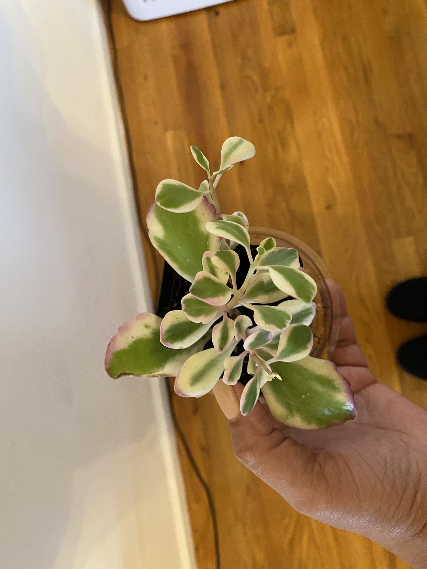 Kalanchoe fedtschenkoi 'Aurora Borealis' succulent in starter pot