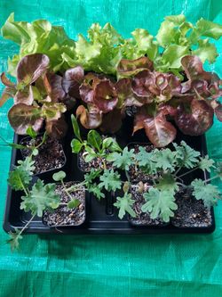 Premium Indoor Salad Greens – Fresh & Bug-Free!