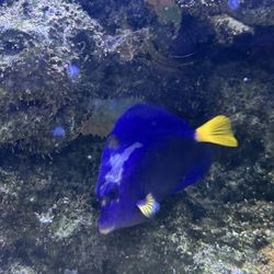 Salt Water Aquarium