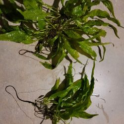 Narrow Leaf Java Ferns