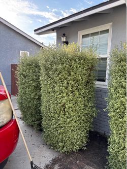 Free bushes 3 of them