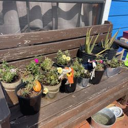 Vendo Chismes Y Sábila  Y Teresitas A 5 Dollar  Cada Una