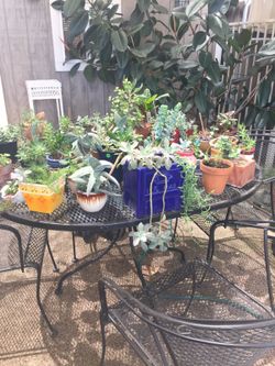 Plant Sale. Plants and lots of Succulents and hangers. Different plants monthly