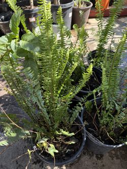 plantas de Elechos en vallejo 