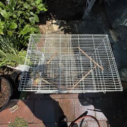bird cage