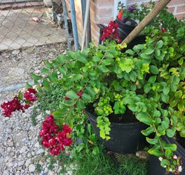 Crapemyrtle Red/Rojo
