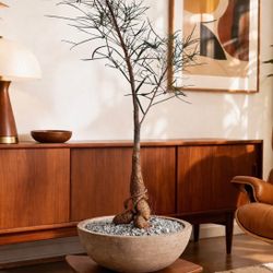 50” Brachychiton Rupestris/ Bottle Tree ( Planter Included)