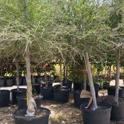 Lives Oak Trees 30gallon 10ft Tall